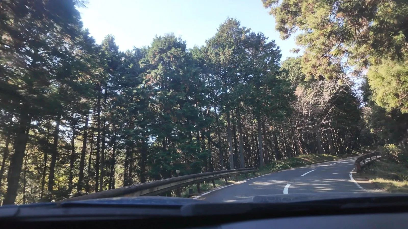 杉並木に囲まれた県道を車内から撮影