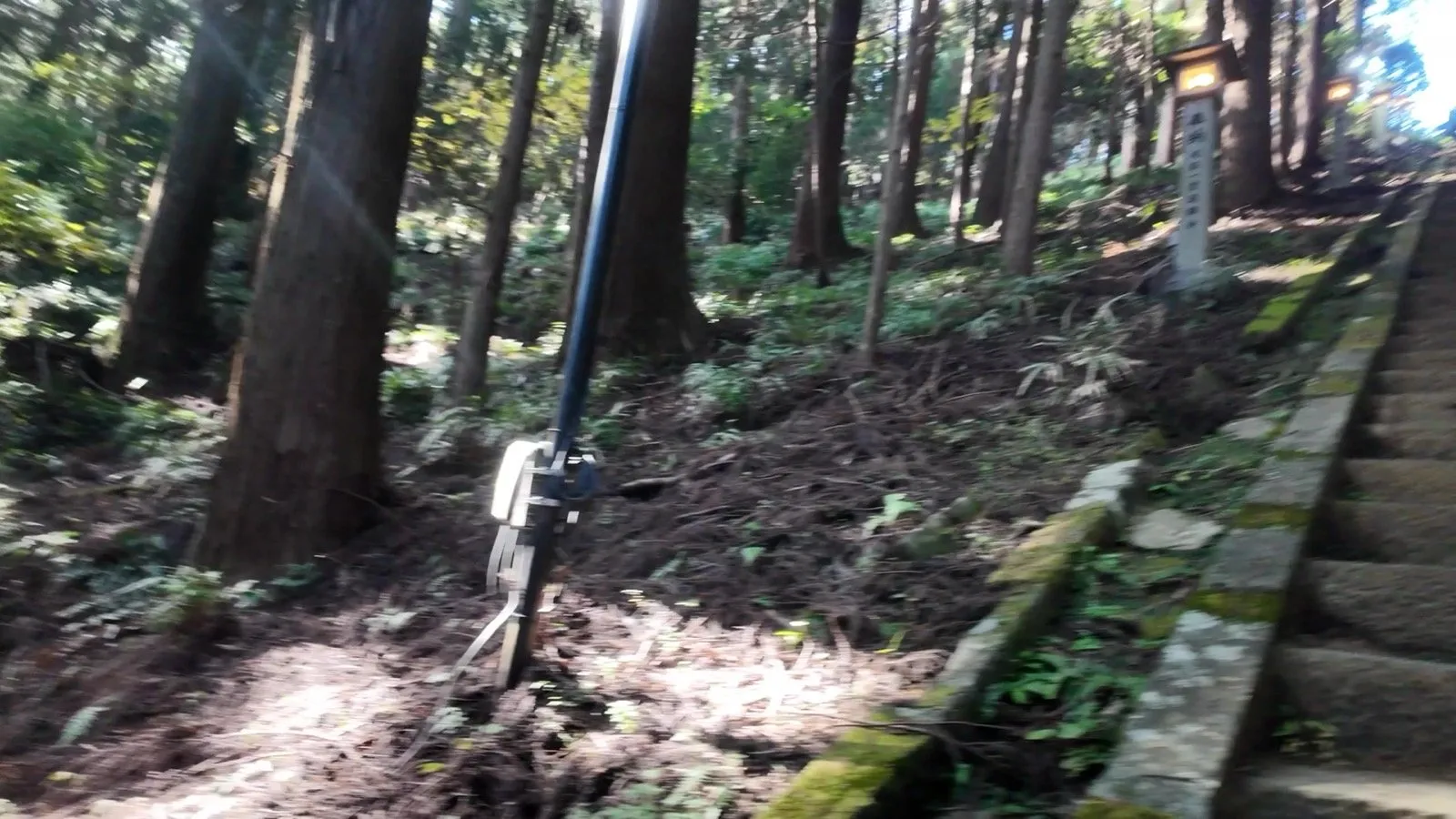 杉の木立と石段。歩きながら撮ったため画面全体が流れて写っている