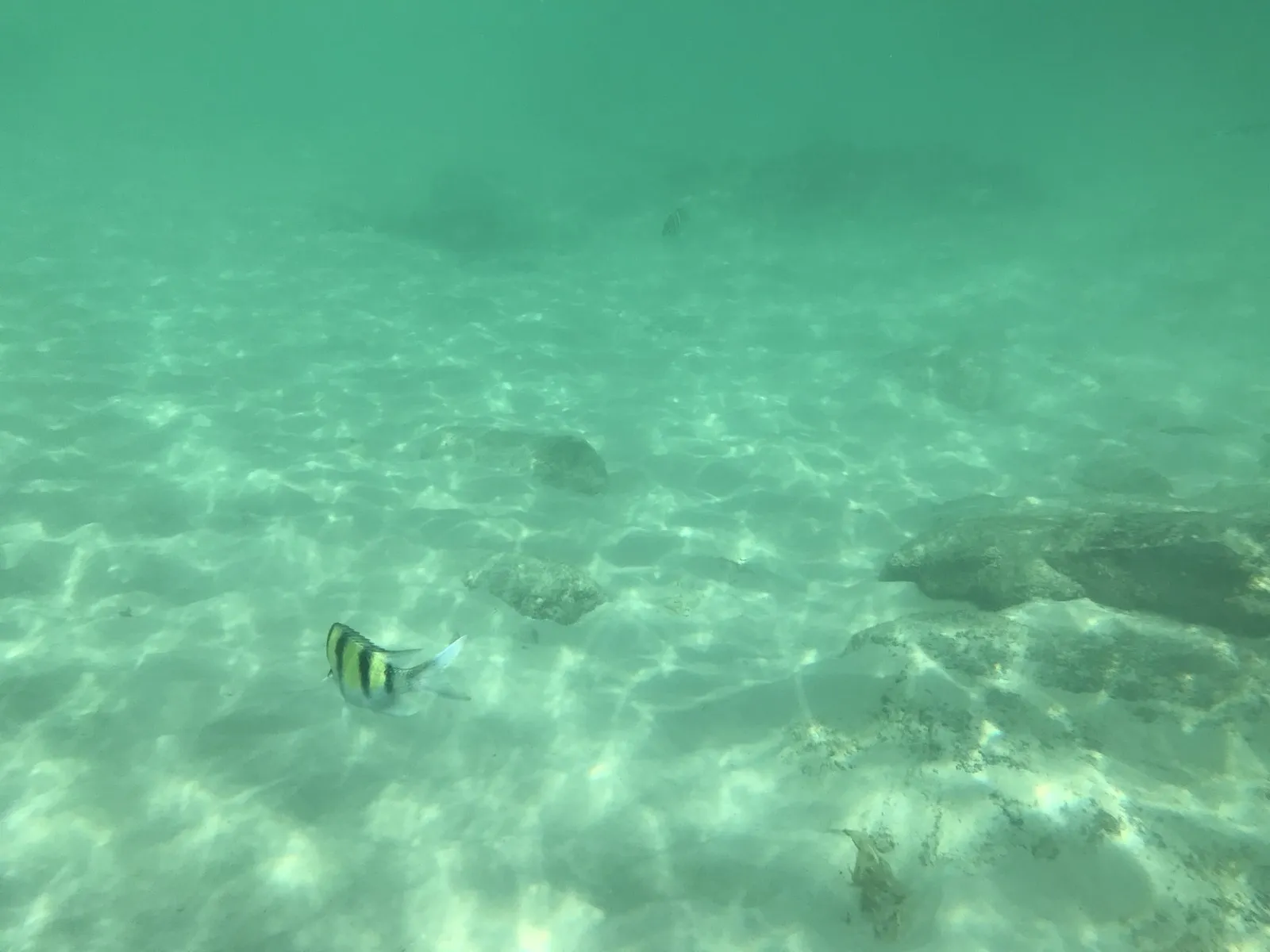 浅瀬の水中。砂地の上を縞模様の魚が一匹泳いでいる