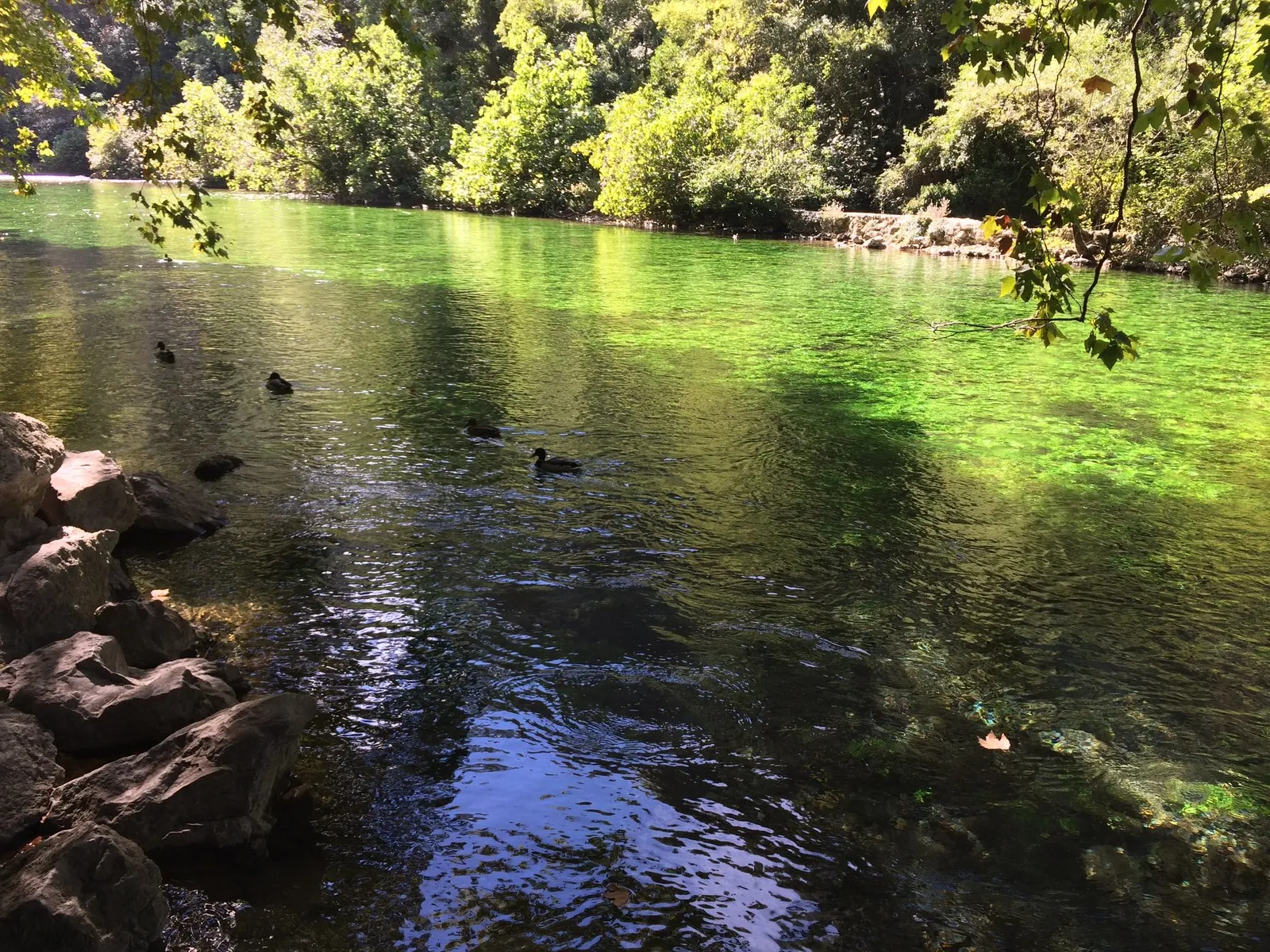 木々に囲まれた川。水草が透けて見え、日の当たる部分が鮮やかな緑に光る。カモが数羽浮かんでいる